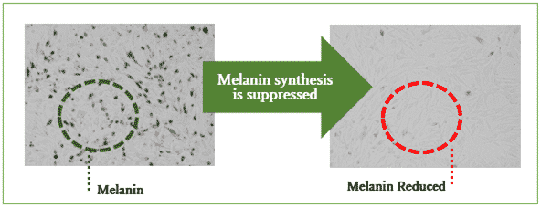 Cerepron reduces melanin production